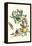 Fruiting Guava and Stinging Caterpillar-Maria Sibylla Merian-Framed Stretched Canvas