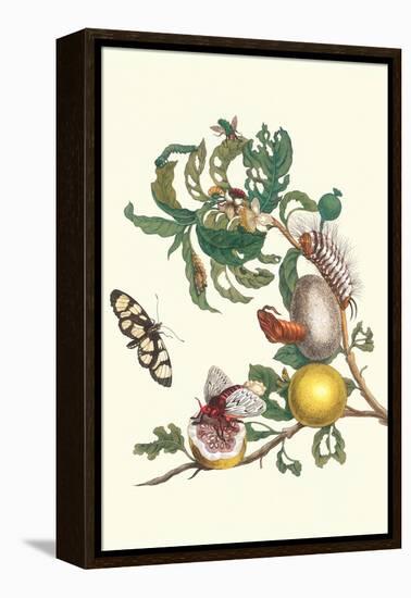 Fruiting Guava and Stinging Caterpillar-Maria Sibylla Merian-Framed Stretched Canvas