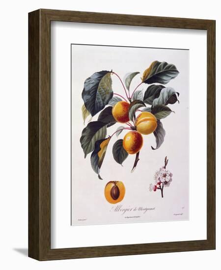 Fruits and Flowers of Apricot Albergier De Montgamet-null-Framed Giclee Print