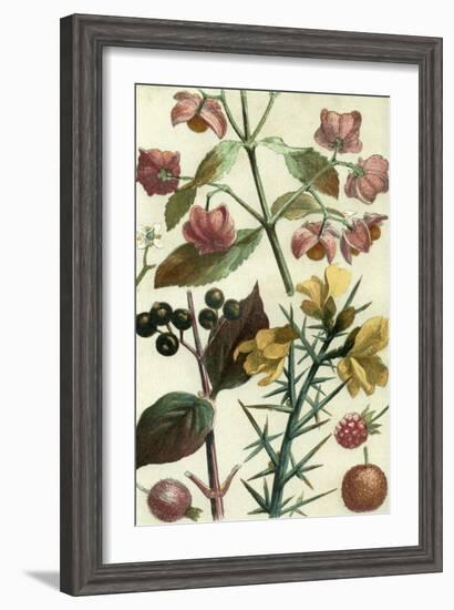 Fruits and Foliage I-Vision Studio-Framed Art Print