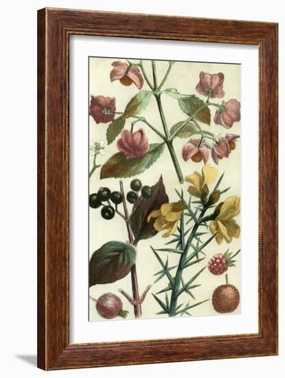 Fruits and Foliage I-Vision Studio-Framed Art Print