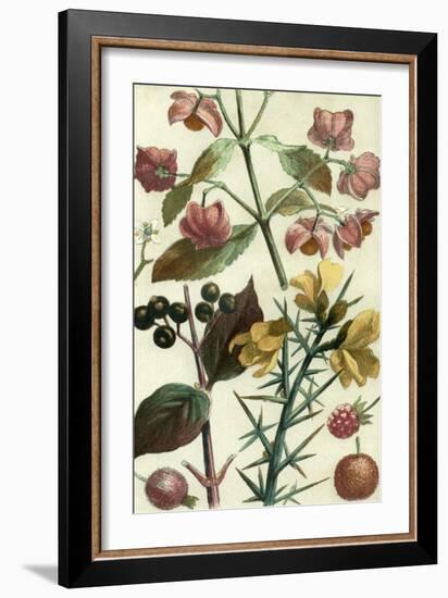 Fruits and Foliage I-Vision Studio-Framed Art Print