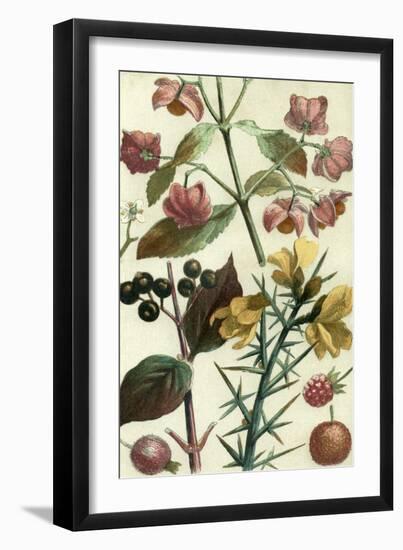 Fruits and Foliage I-Vision Studio-Framed Art Print