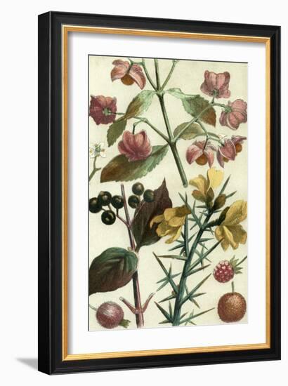 Fruits and Foliage I-Vision Studio-Framed Art Print