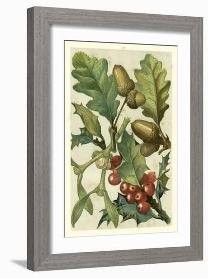 Fruits and Foliage II-Vision Studio-Framed Art Print