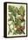 Fruits and Foliage II-Vision Studio-Framed Stretched Canvas