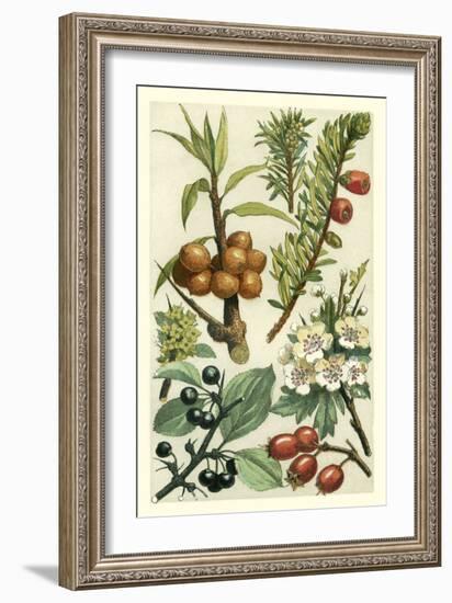 Fruits and Foliage III-Vision Studio-Framed Art Print