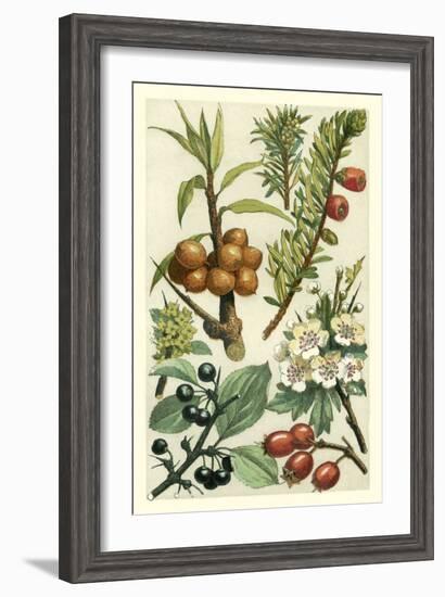 Fruits and Foliage III-Vision Studio-Framed Art Print