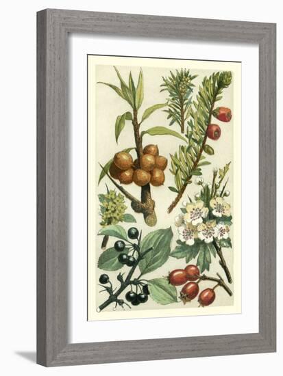 Fruits and Foliage III-Vision Studio-Framed Art Print