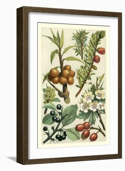 Fruits and Foliage III-Vision Studio-Framed Art Print