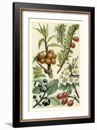 Fruits and Foliage III-Vision Studio-Framed Art Print