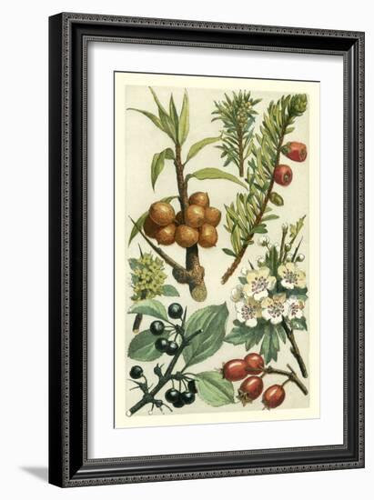 Fruits and Foliage III-Vision Studio-Framed Art Print