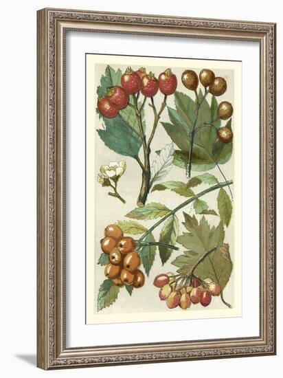 Fruits and Foliage IV-Vision Studio-Framed Art Print