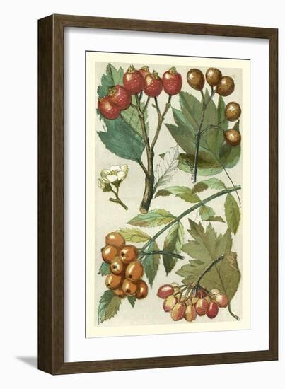 Fruits and Foliage IV-Vision Studio-Framed Art Print