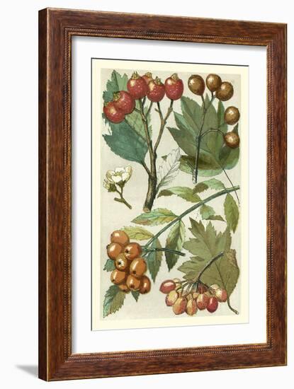 Fruits and Foliage IV-Vision Studio-Framed Art Print