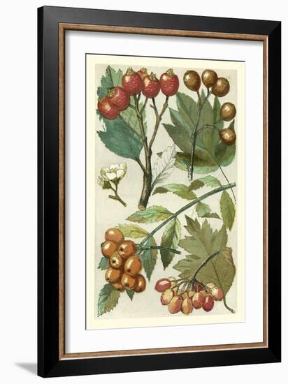 Fruits and Foliage IV-Vision Studio-Framed Art Print