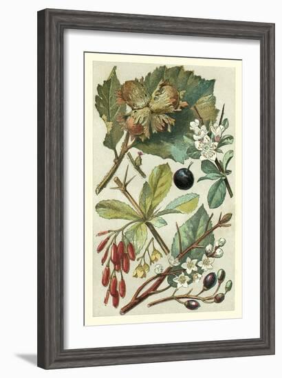 Fruits and Foliage V-Vision Studio-Framed Art Print