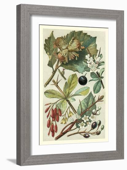 Fruits and Foliage V-Vision Studio-Framed Art Print