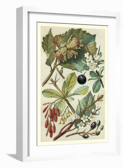 Fruits and Foliage V-Vision Studio-Framed Art Print