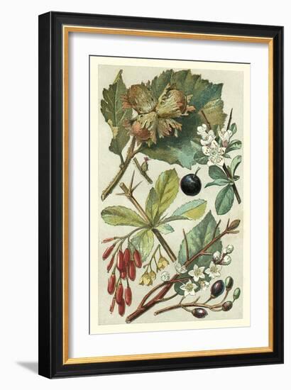 Fruits and Foliage V-Vision Studio-Framed Art Print