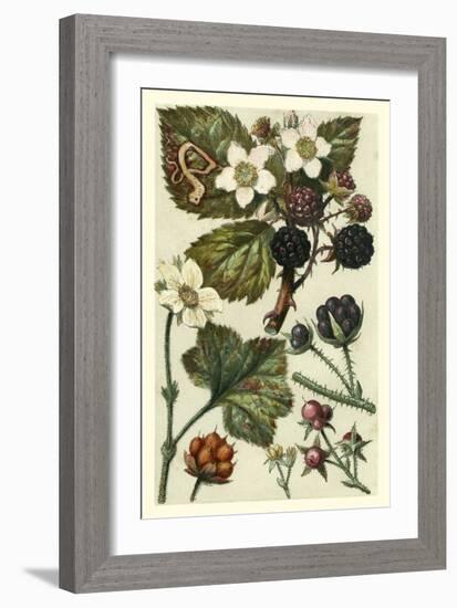 Fruits and Foliage VI-Vision Studio-Framed Art Print