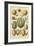 Fruits and Nuts II-Vision Studio-Framed Art Print