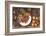 Fruits Autumn Varieties-Currier & Ives-Framed Art Print