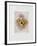 Fruits De Provence-Annapia Antonini-Framed Limited Edition