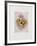 Fruits De Provence-Annapia Antonini-Framed Limited Edition