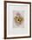 Fruits De Provence-Annapia Antonini-Framed Limited Edition