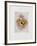 Fruits De Provence-Annapia Antonini-Framed Limited Edition