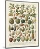 Fruits I-Adolphe Millot-Mounted Art Print