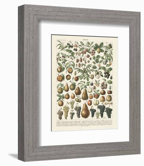 Fruits II-Adolphe Millot-Framed Art Print