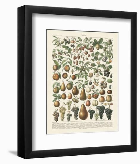 Fruits II-Adolphe Millot-Framed Art Print