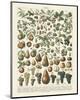 Fruits II-Adolphe Millot-Mounted Art Print