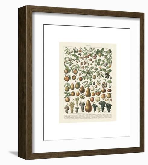 Fruits II-Adolphe Millot-Framed Giclee Print