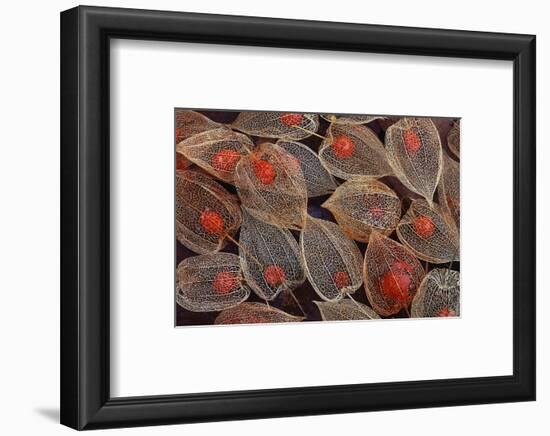 Fruits of a Chinese Lantern Plant-Darrell Gulin-Framed Photographic Print