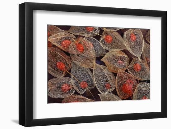 Fruits of a Chinese Lantern Plant-Darrell Gulin-Framed Photographic Print