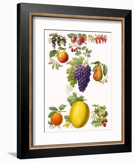 Fruits-English School-Framed Premium Giclee Print