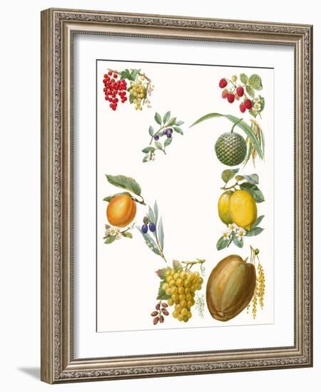 Fruits-English School-Framed Giclee Print