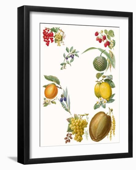 Fruits-English School-Framed Giclee Print
