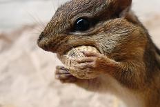 Wild Chipmunk Animal Face Closeup - close up Side View of Wild Chipmunk Stuffing His Cheeks with Pe-Fsgreen-Photographic Print