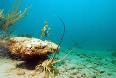 Lobster in Ocean-ftlaudgirl-Photographic Print