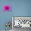 Fuchia-Pink Dahlia-Cora Niele-Giclee Print displayed on a wall