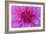 Fuchia-Pink Dahlia-Cora Niele-Framed Giclee Print