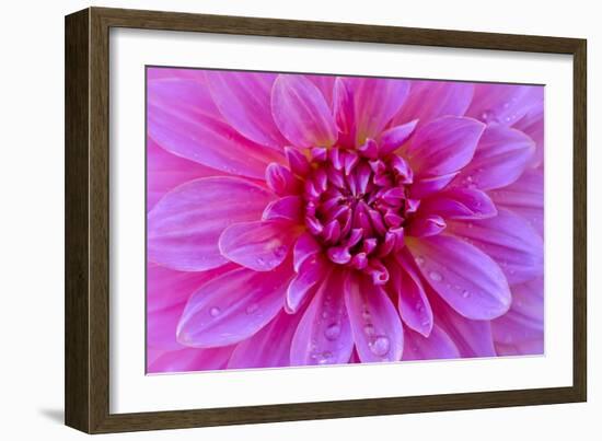 Fuchia-Pink Dahlia-Cora Niele-Framed Giclee Print