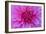 Fuchia-Pink Dahlia-Cora Niele-Framed Giclee Print