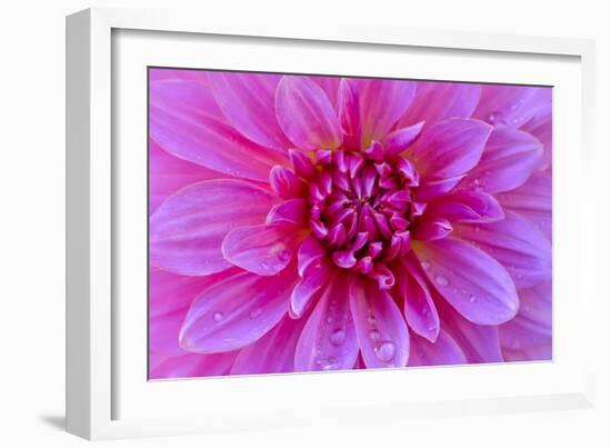 Fuchia-Pink Dahlia-Cora Niele-Framed Giclee Print