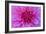 Fuchia-Pink Dahlia-Cora Niele-Framed Giclee Print