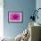 Fuchia-Pink Dahlia-Cora Niele-Framed Giclee Print displayed on a wall